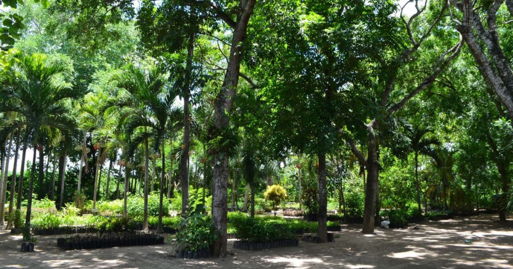 Azucarera Hondureña realiza proyectos de reforestación mediante su propio vivero