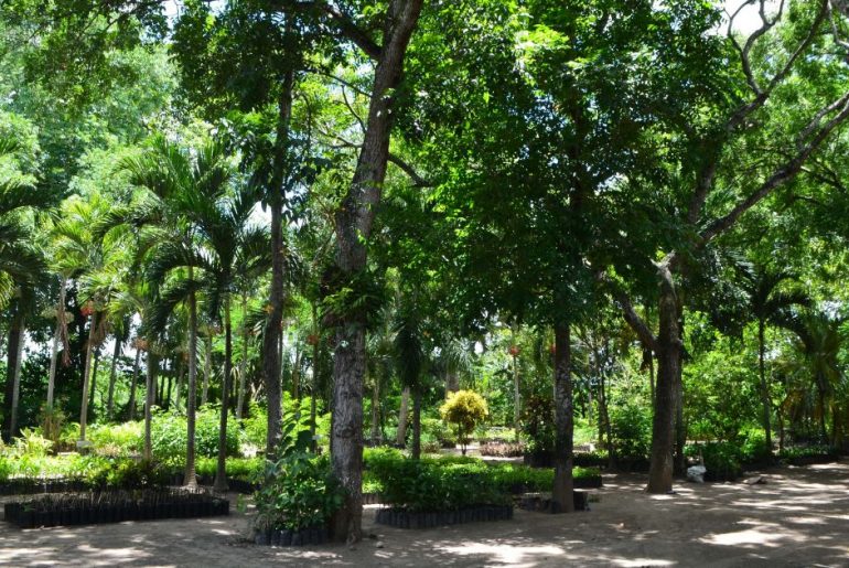 CAHSA realiza proyectos de reforestación mediante su propio vivero