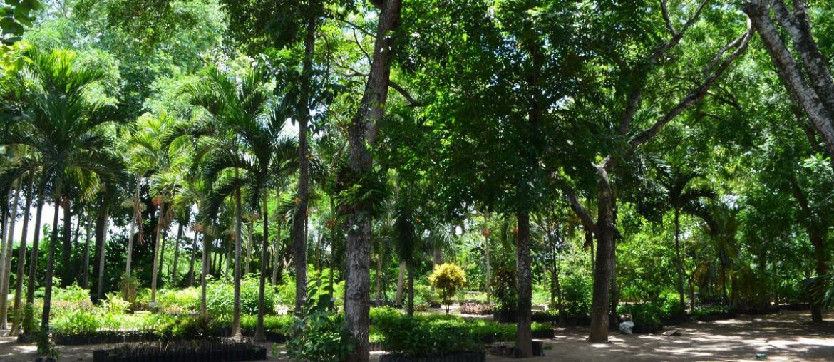 Azucarera Hondureña realiza proyectos de reforestación mediante su propio vivero
