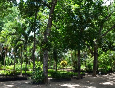 Azucarera Hondureña realiza proyectos de reforestación mediante su propio vivero