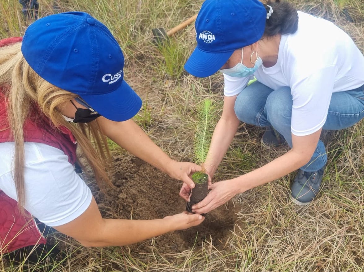 Plantación de pinos de colaboradores de ANDI y CUSO en Zambrano