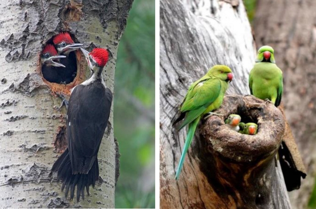 AMPAC ‘El Mochito’ contribuyendo con la conservación de la fauna