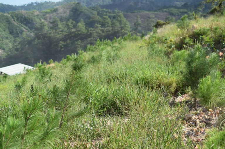 Minerales de Occidente y su gestión sostenible y dinámica de sus bosques 3